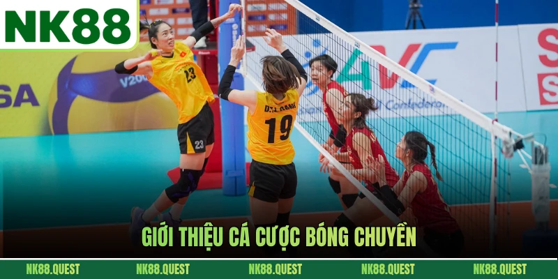 Giới thiệu cá cược bóng chuyền